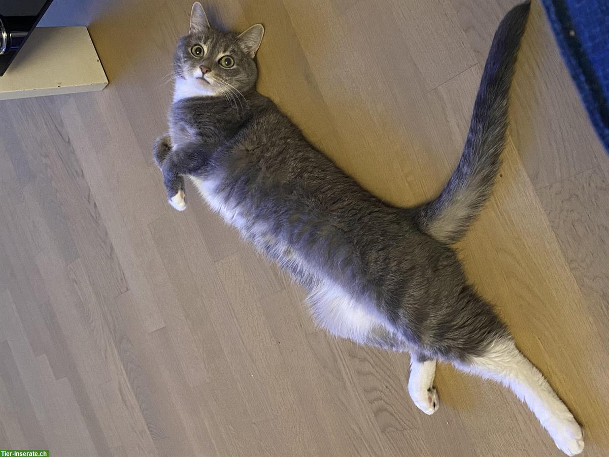 Bild 10: Neva Masquerade Mix-Katze abzugeben, Einzelhaltung möglich