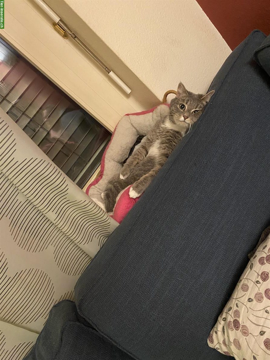 Bild 2: Neva Masquerade Mix-Katze abzugeben, Einzelhaltung möglich