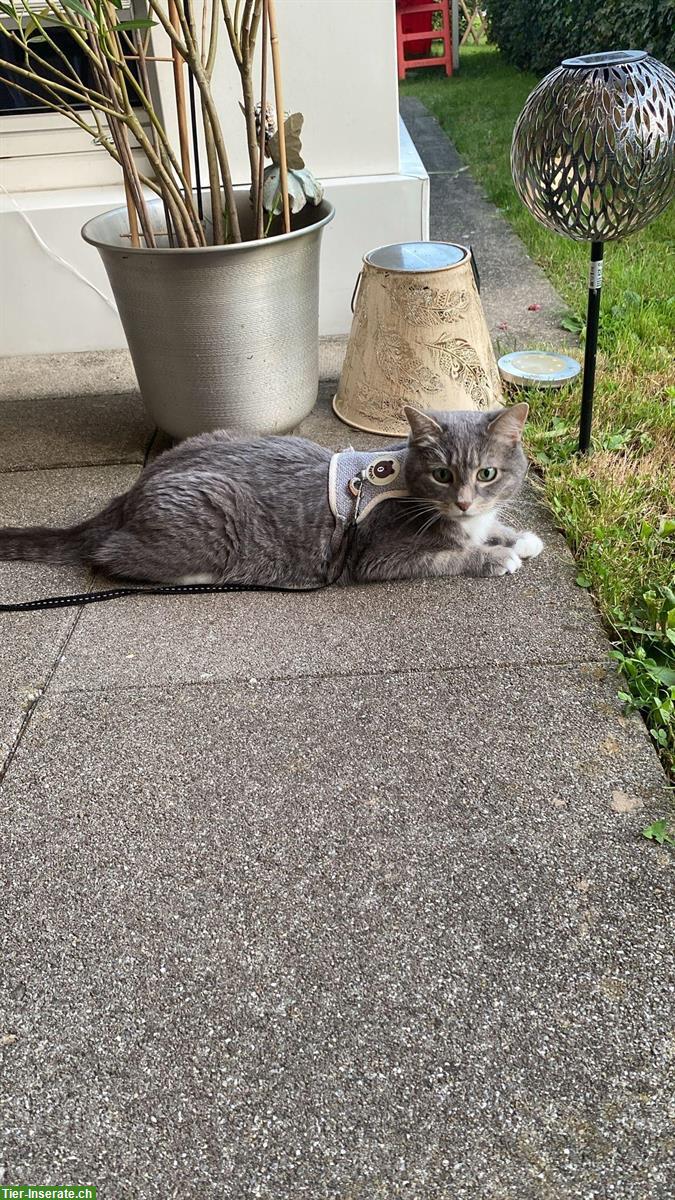Bild 3: Neva Masquerade Mix-Katze abzugeben, Einzelhaltung möglich