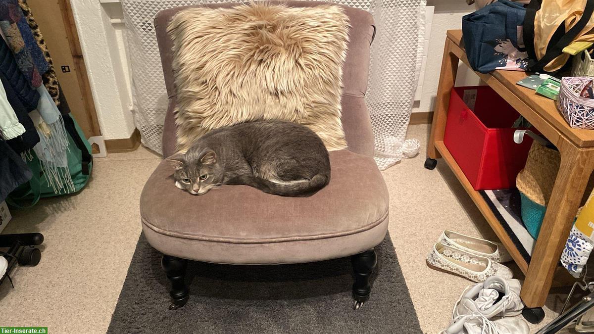 Bild 6: Neva Masquerade Mix-Katze abzugeben, Einzelhaltung möglich