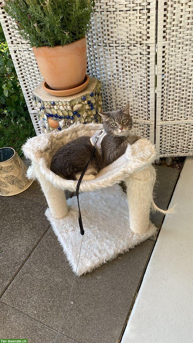 Bild 7: Neva Masquerade Mix-Katze abzugeben, Einzelhaltung möglich