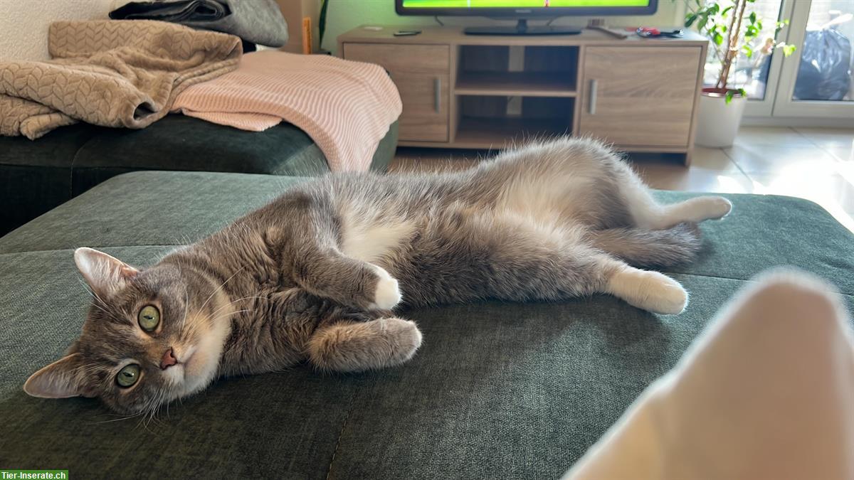 Bild 8: Neva Masquerade Mix-Katze abzugeben, Einzelhaltung möglich