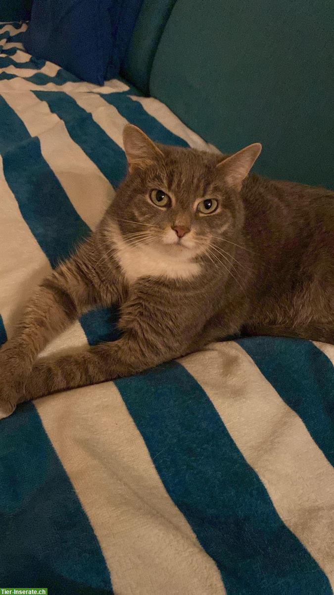 Bild 9: Neva Masquerade Mix-Katze abzugeben, Einzelhaltung möglich