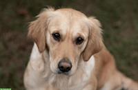 Golden Retriever Hündin, 5-jährig mit Papieren