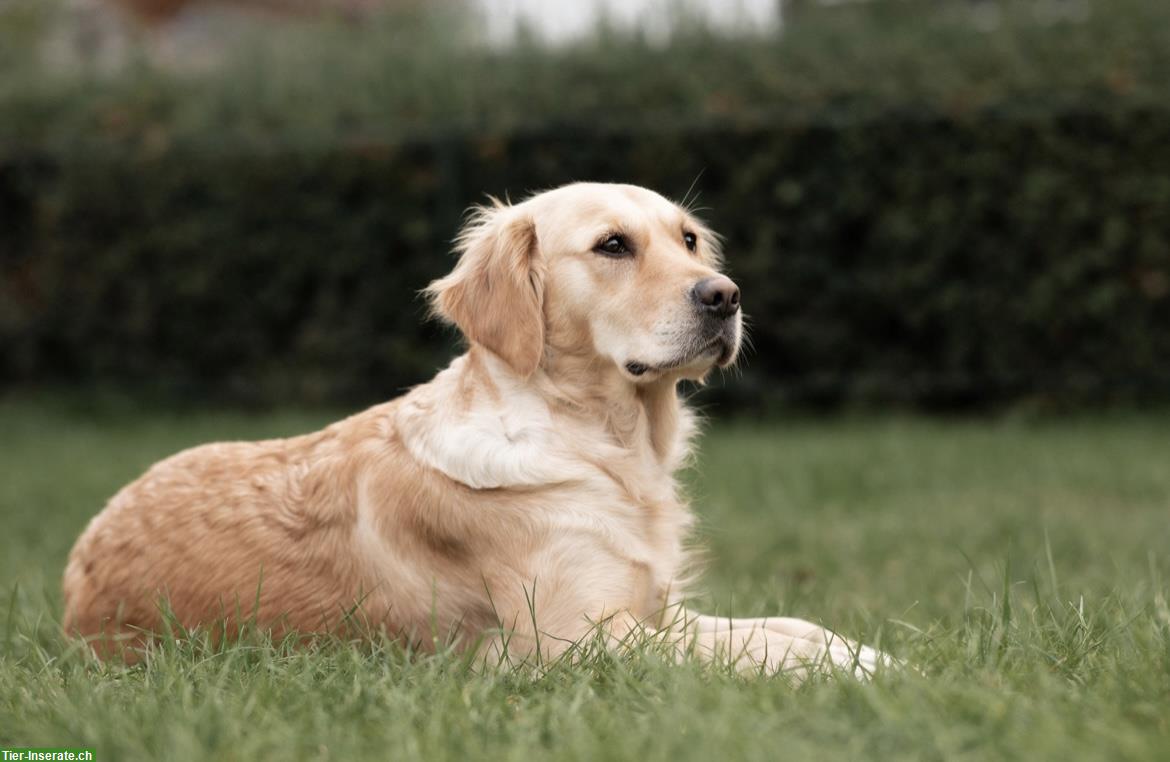 Bild 2: Golden Retriever Hündin, 5-jährig mit Papieren