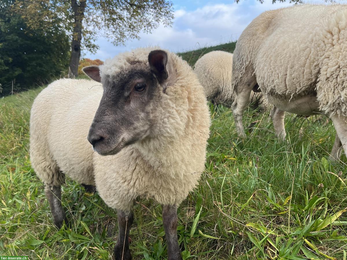 Shropshire x Texel Schaf (weiblich) zu verkaufen