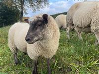 Shropshire x Texel Schaf (weiblich) zu verkaufen