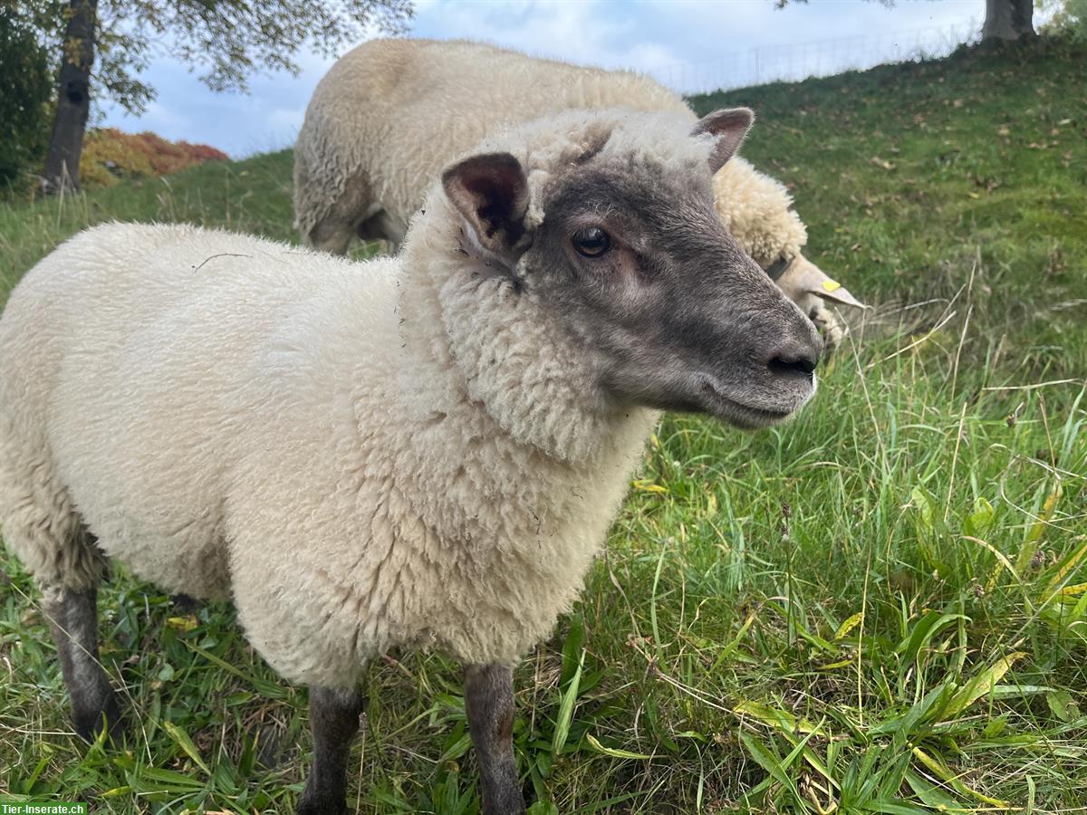 Bild 2: Shropshire x Texel Schaf (weiblich) zu verkaufen