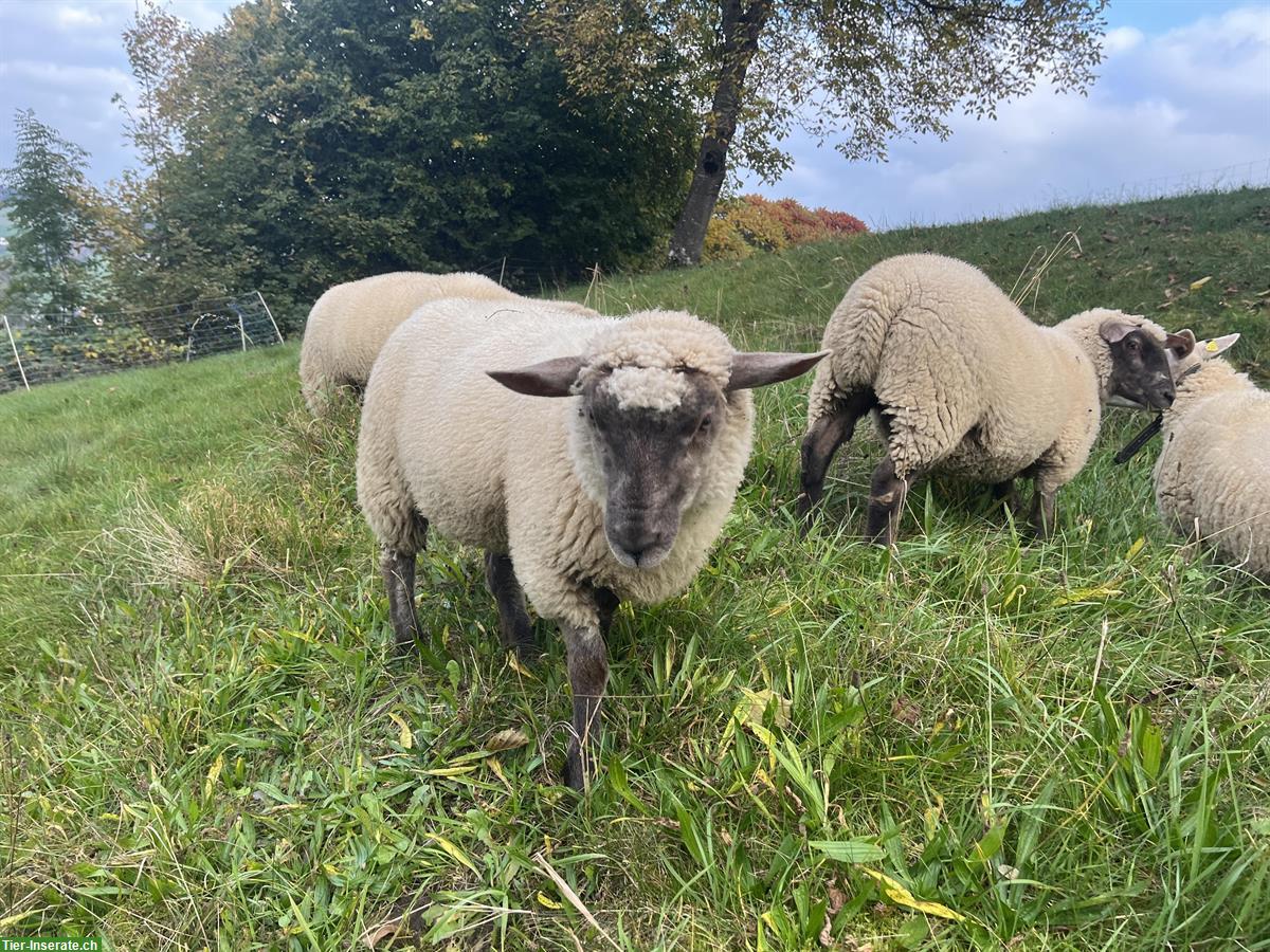 Bild 3: Shropshire x Texel Schaf (weiblich) zu verkaufen