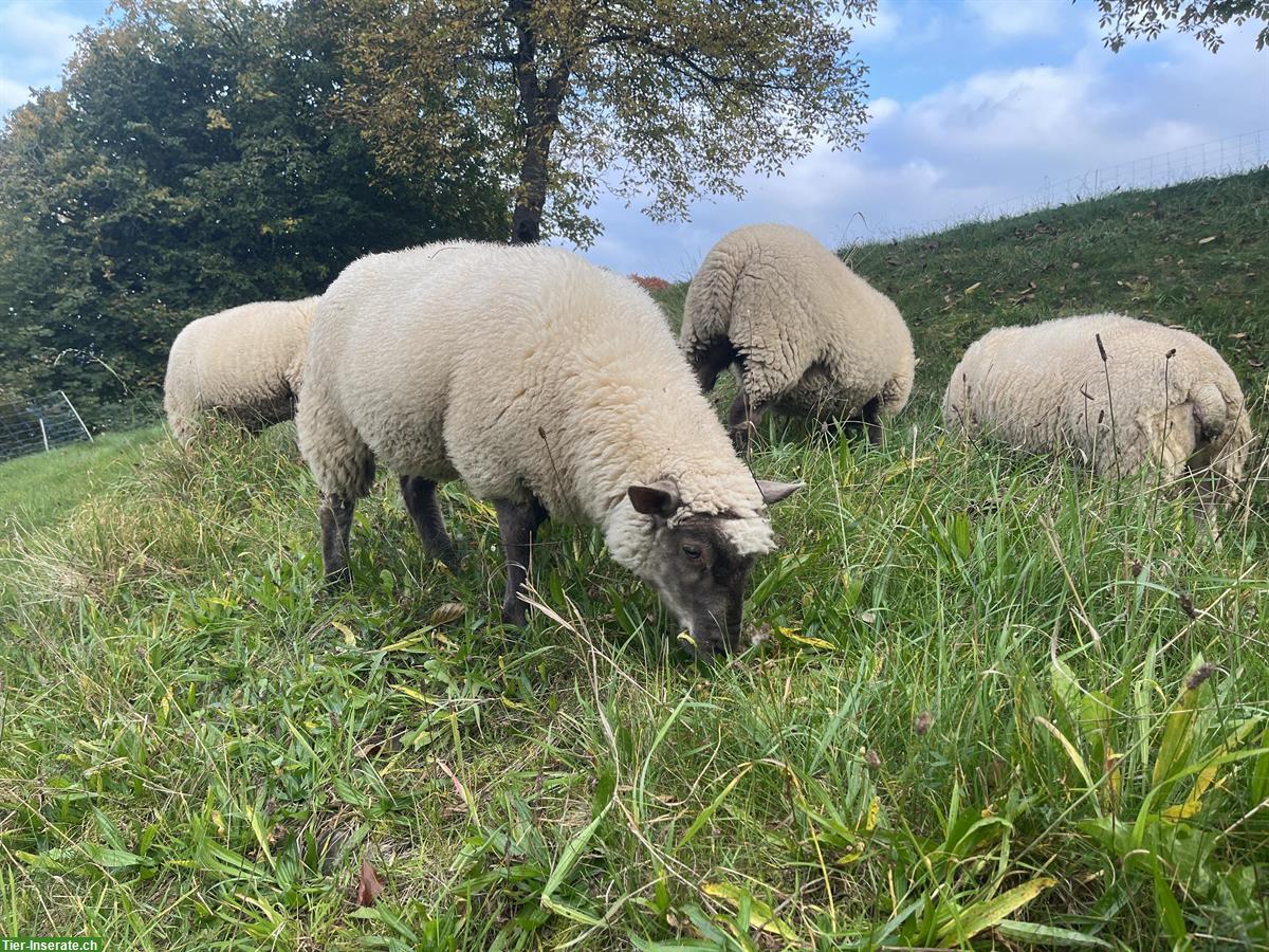 Bild 4: Shropshire x Texel Schaf (weiblich) zu verkaufen
