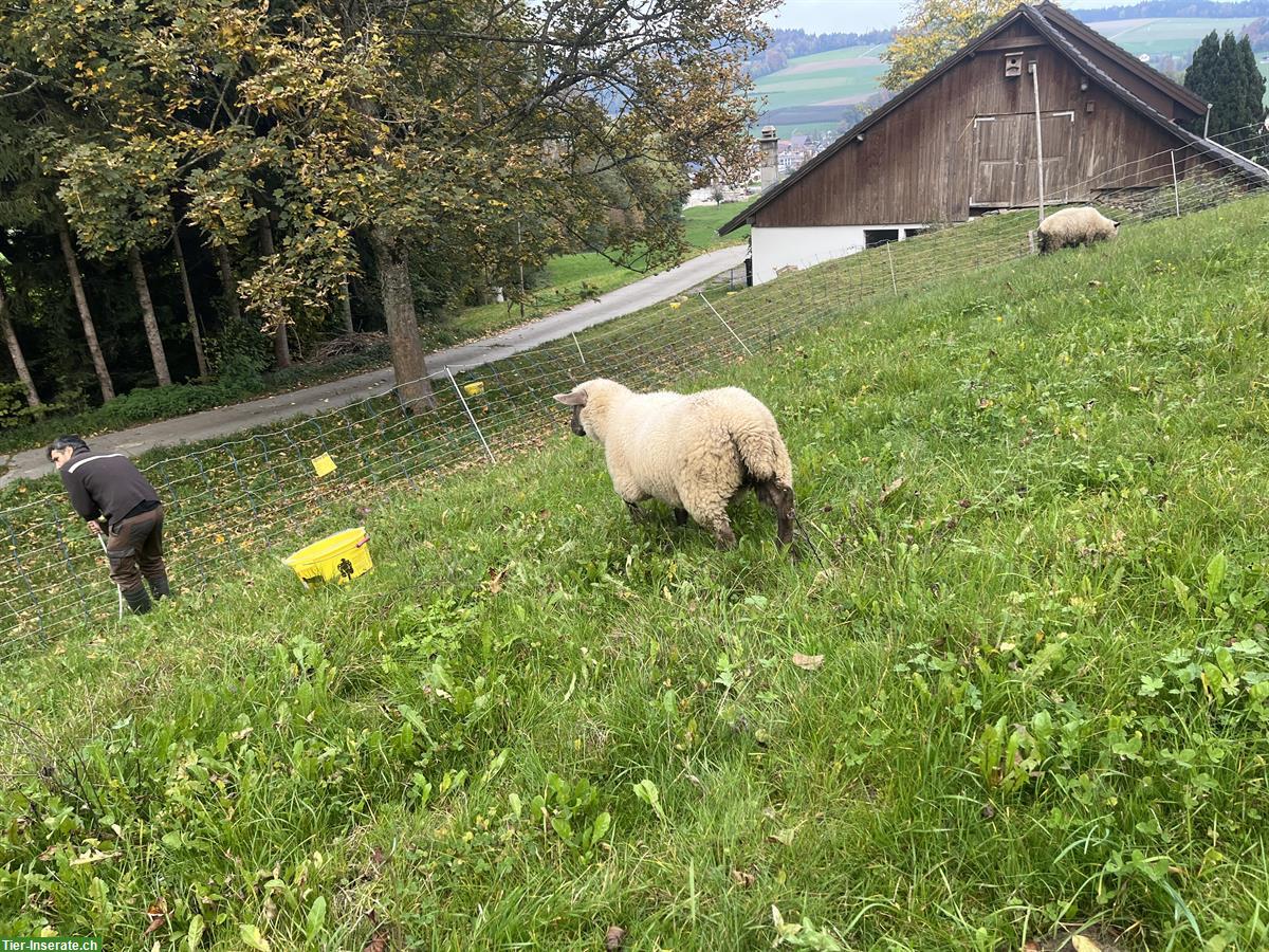 Bild 5: Shropshire x Texel Schaf (weiblich) zu verkaufen