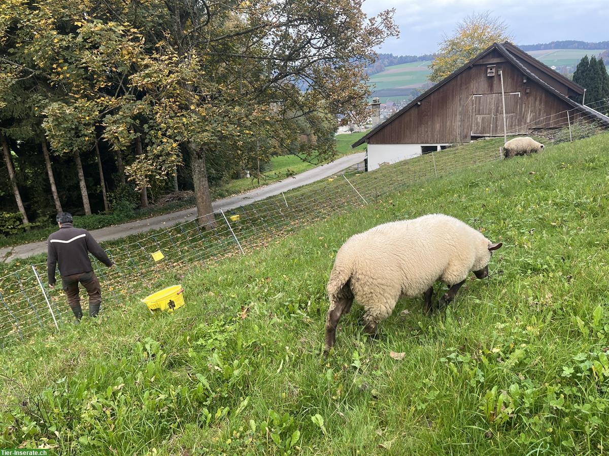 Bild 6: Shropshire x Texel Schaf (weiblich) zu verkaufen