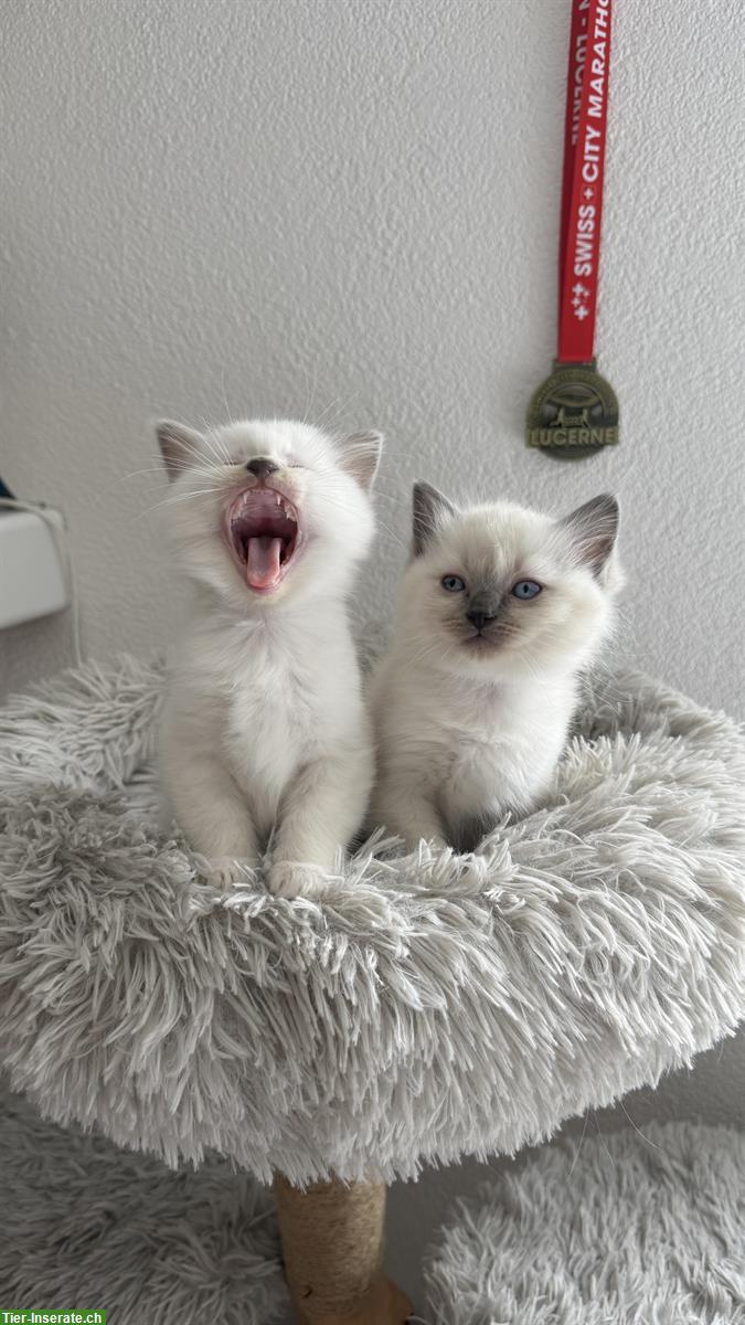 Ragdoll Kitten zu verkaufen, familienfreundliche Katzen