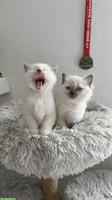 Ragdoll Kitten zu verkaufen, familienfreundliche Katzen