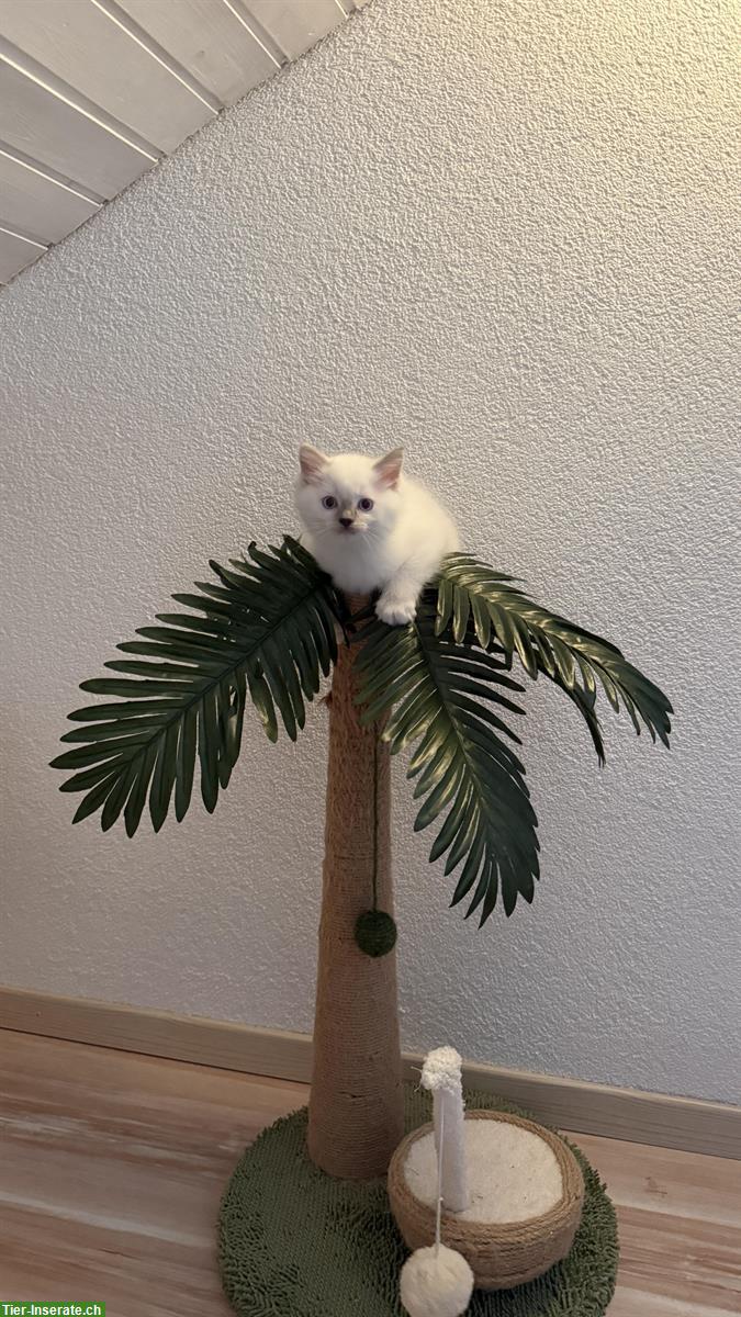 Bild 2: Ragdoll Kitten zu verkaufen, familienfreundliche Katzen