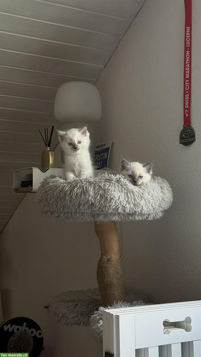 Bild 3: Ragdoll Kitten zu verkaufen, familienfreundliche Katzen