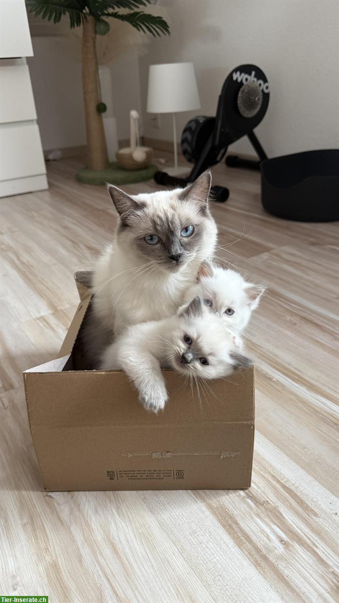 Bild 4: Ragdoll Kitten zu verkaufen, familienfreundliche Katzen