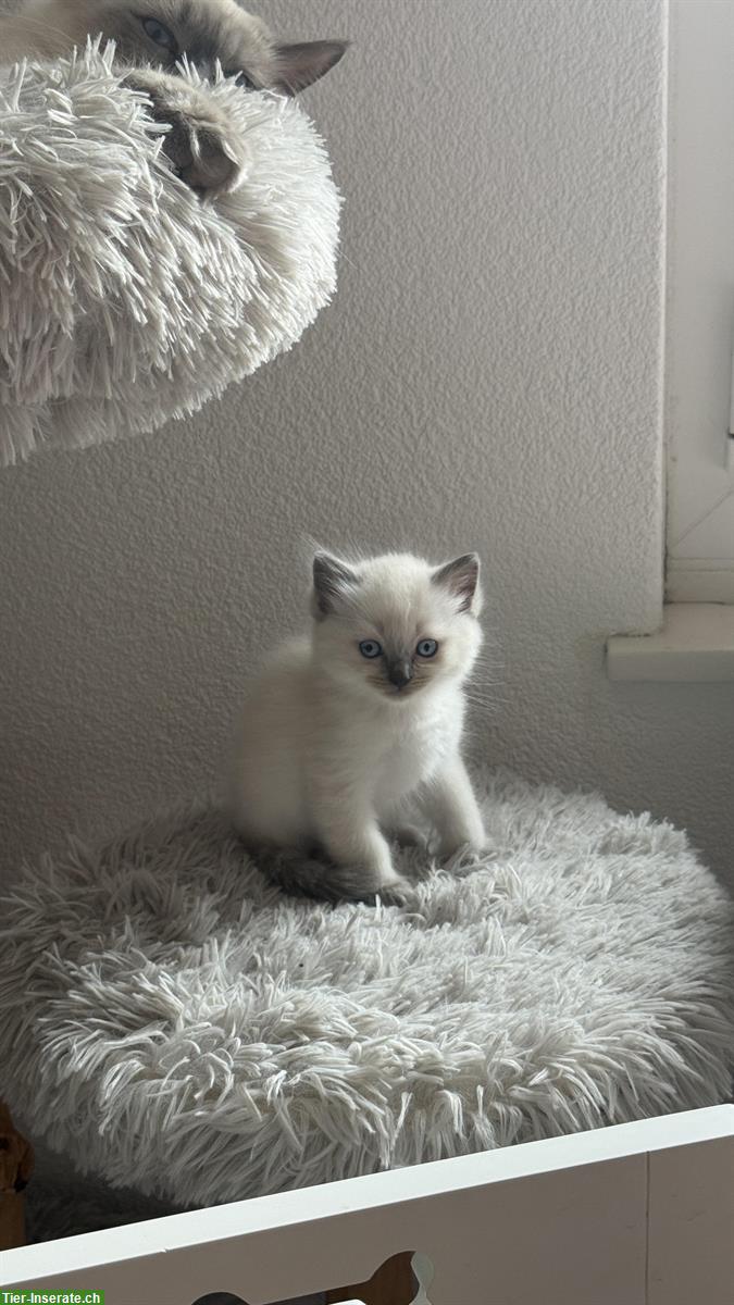 Bild 5: Ragdoll Kitten zu verkaufen, familienfreundliche Katzen