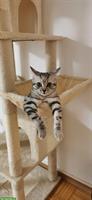 Deckkater gesucht, kein Freigänger, Region Winterthur