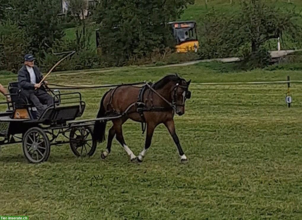 Bild 2: Freiberger Wallach, 3.5-jährig, Feldtest absolviert