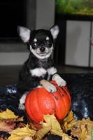 Langhaar Chihuahua Welpen Black Tan