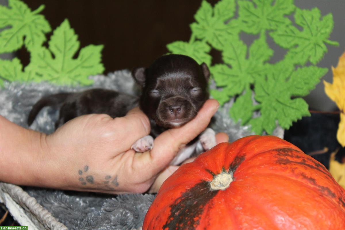 Bild 2: Langhaar Chihuahua Welpen Black Tan