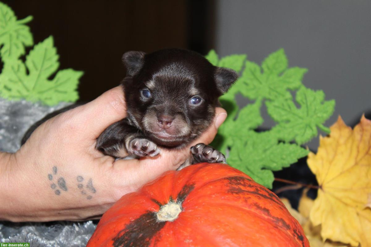 Bild 3: Langhaar Chihuahua Welpen Black Tan