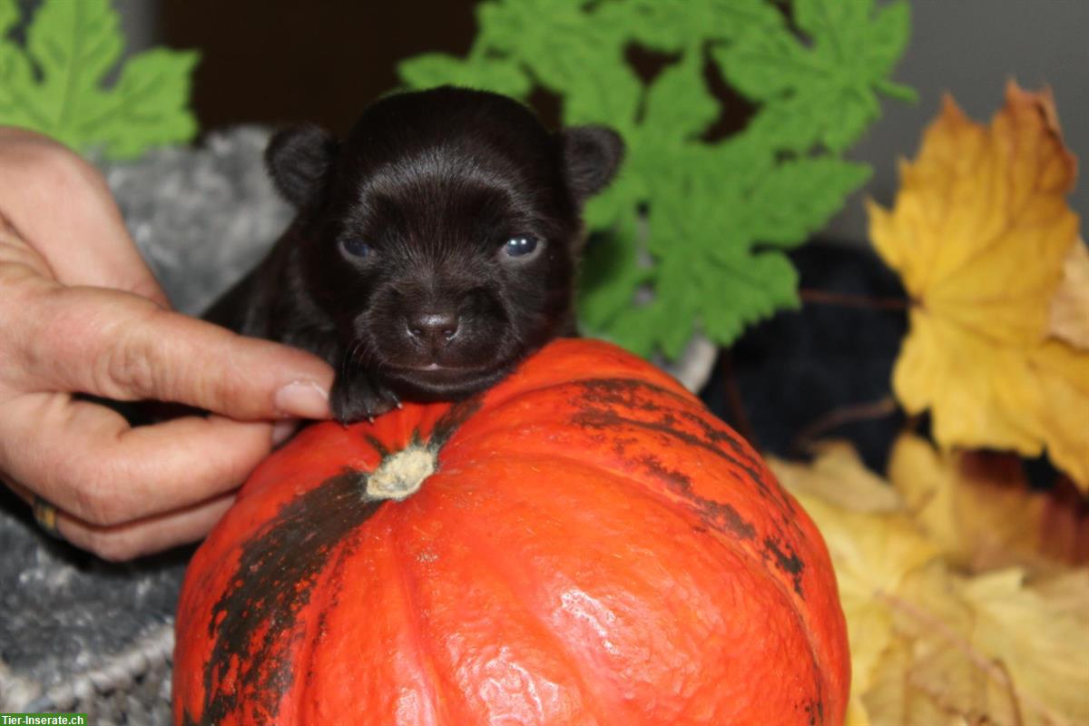 Bild 4: Langhaar Chihuahua Welpen Black Tan