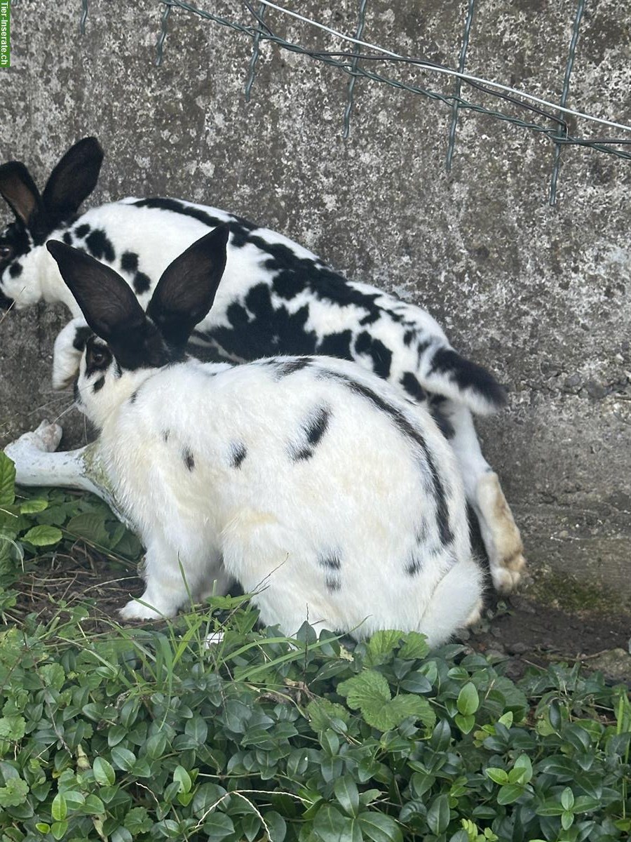 Bild 2: Junges Holländer Kaninchen gratis abzugeben