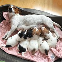 Jack Russell Terrier Welpen aus Schweizer Zucht
