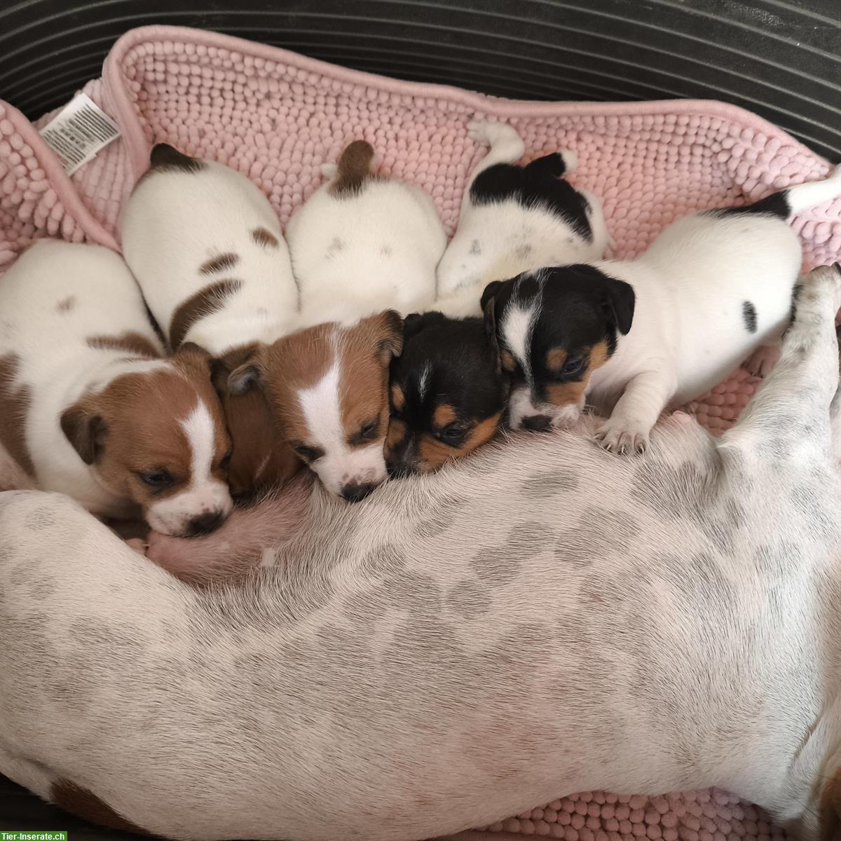 Bild 2: Jack Russell Terrier Welpen aus Schweizer Zucht