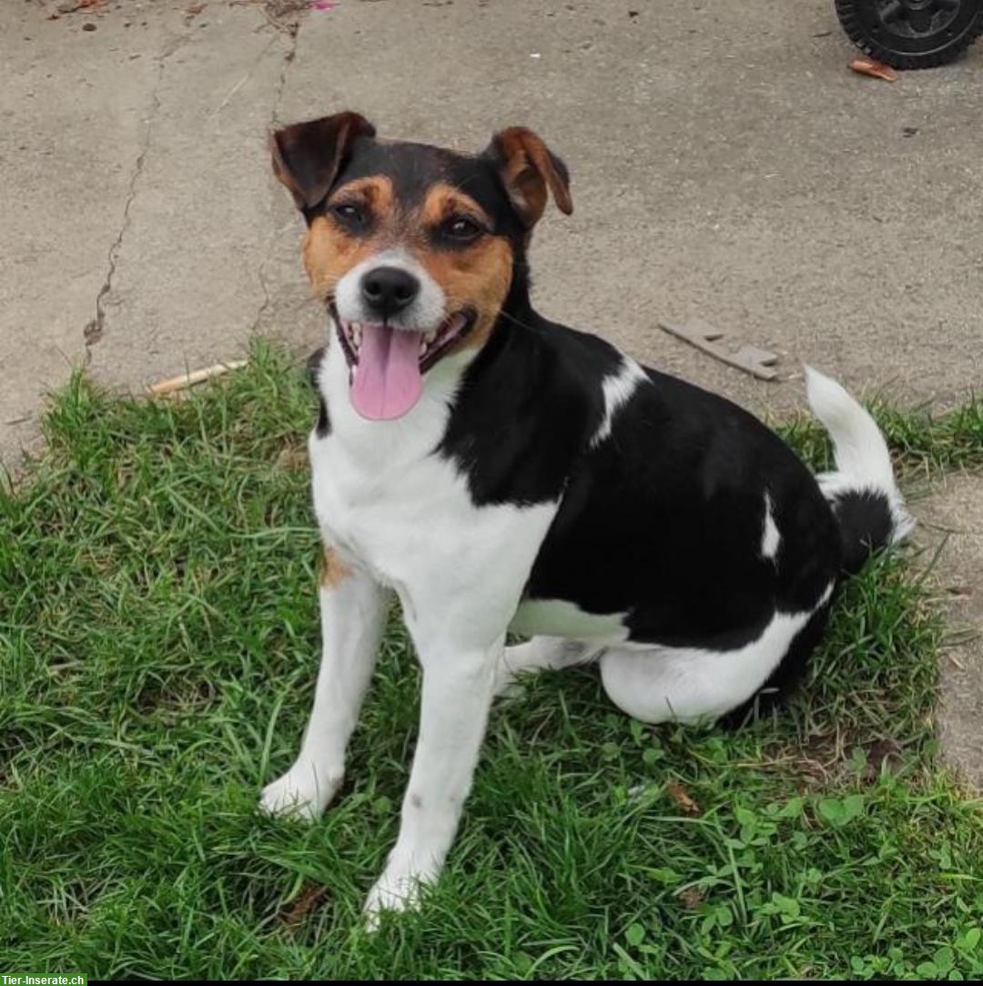 Bild 3: Jack Russell Terrier Welpen aus Schweizer Zucht