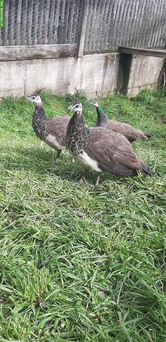 Bild 2: Blauer Pfau Jungtiere aus Naturbrut, männlich und weiblich