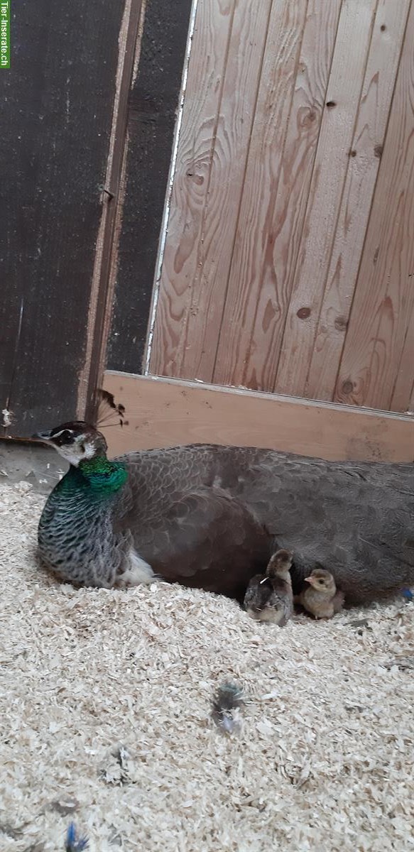 Bild 3: Blauer Pfau Jungtiere aus Naturbrut, männlich und weiblich