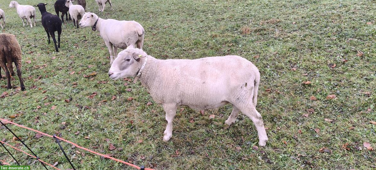 Bild 3: Spiegelschaf Bock zu verkaufen