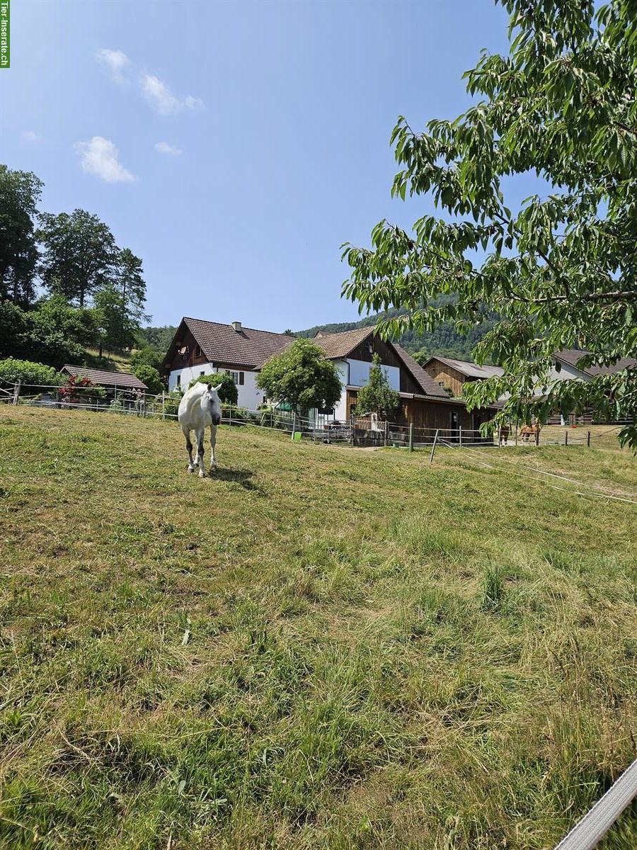 Bild 2: Offenstall-Platz frei in 4712 Laupersdorf ab Frühjahr 2026