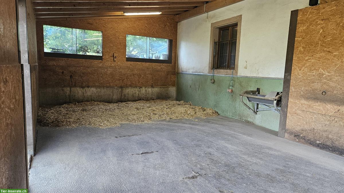Bild 4: Offenstall-Platz frei in 4712 Laupersdorf ab Frühjahr 2026