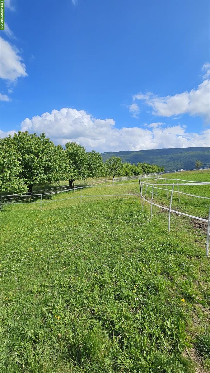 Bild 6: Offenstall-Platz frei in 4712 Laupersdorf ab Frühjahr 2026