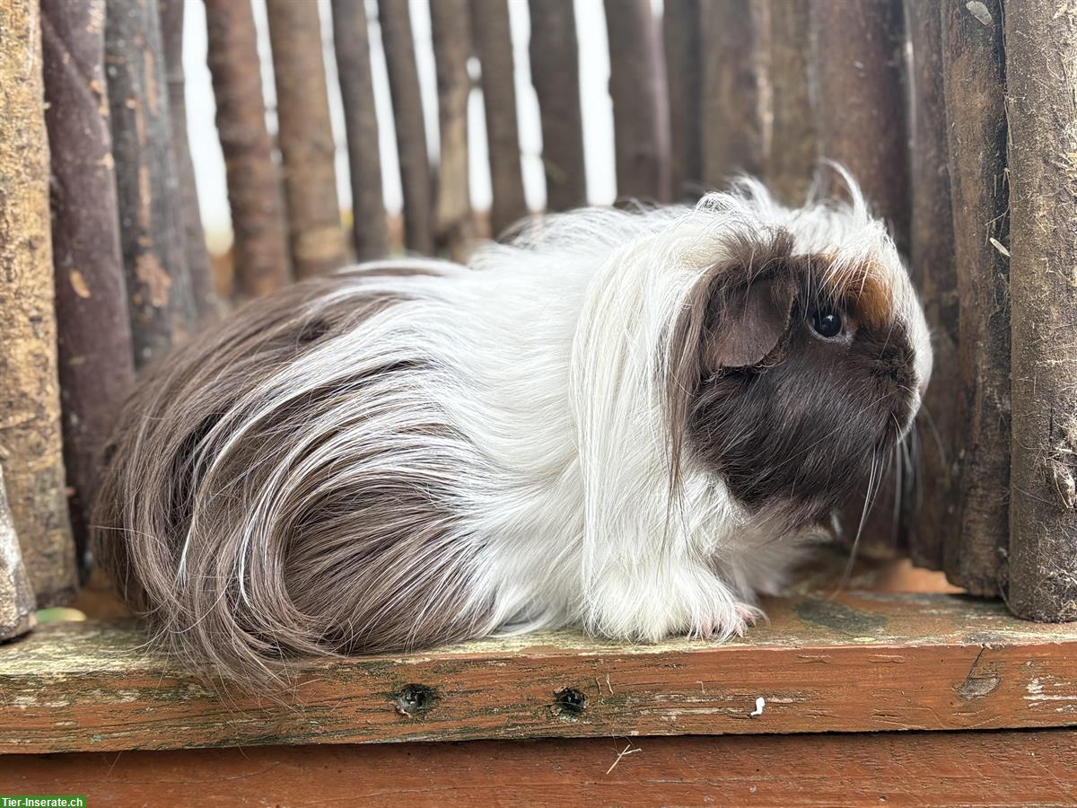 Coronet-Meerschweinchen Gruppe mit CH-Teddy Kastrat