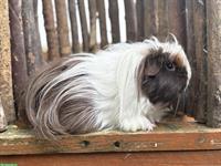 Coronet-Meerschweinchen Gruppe mit CH-Teddy Kastrat