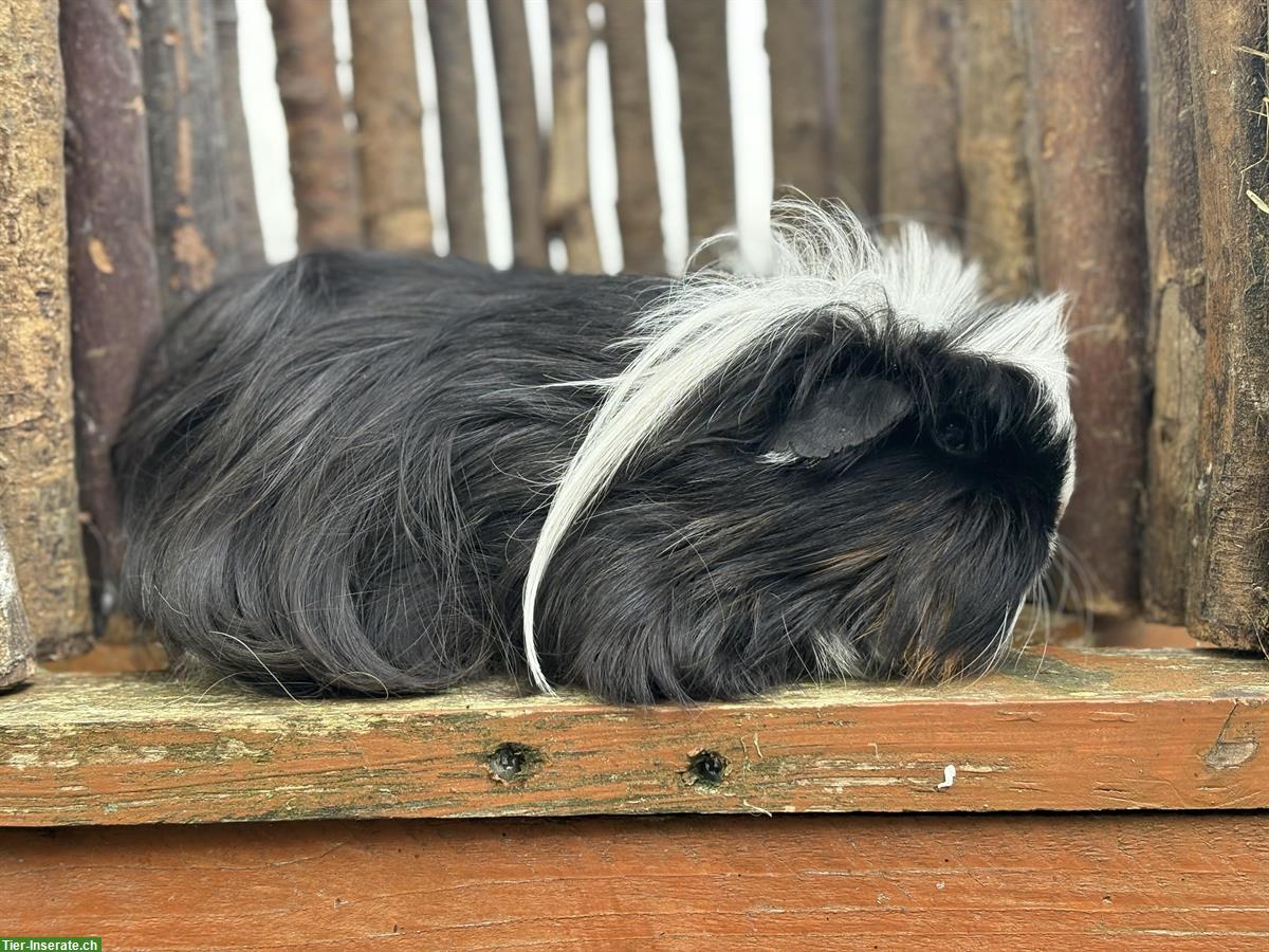 Bild 2: Coronet-Meerschweinchen Gruppe mit CH-Teddy Kastrat