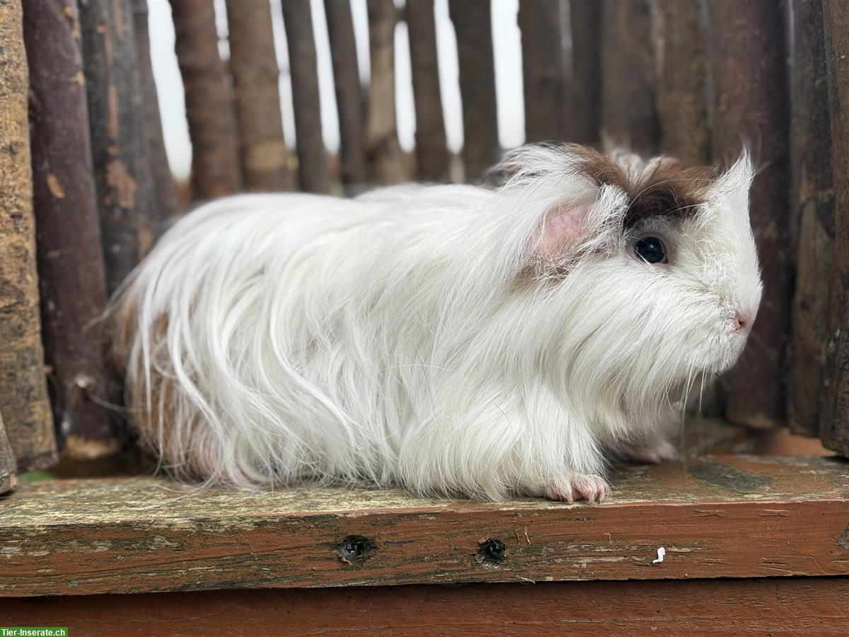 Bild 3: Coronet-Meerschweinchen Gruppe mit CH-Teddy Kastrat
