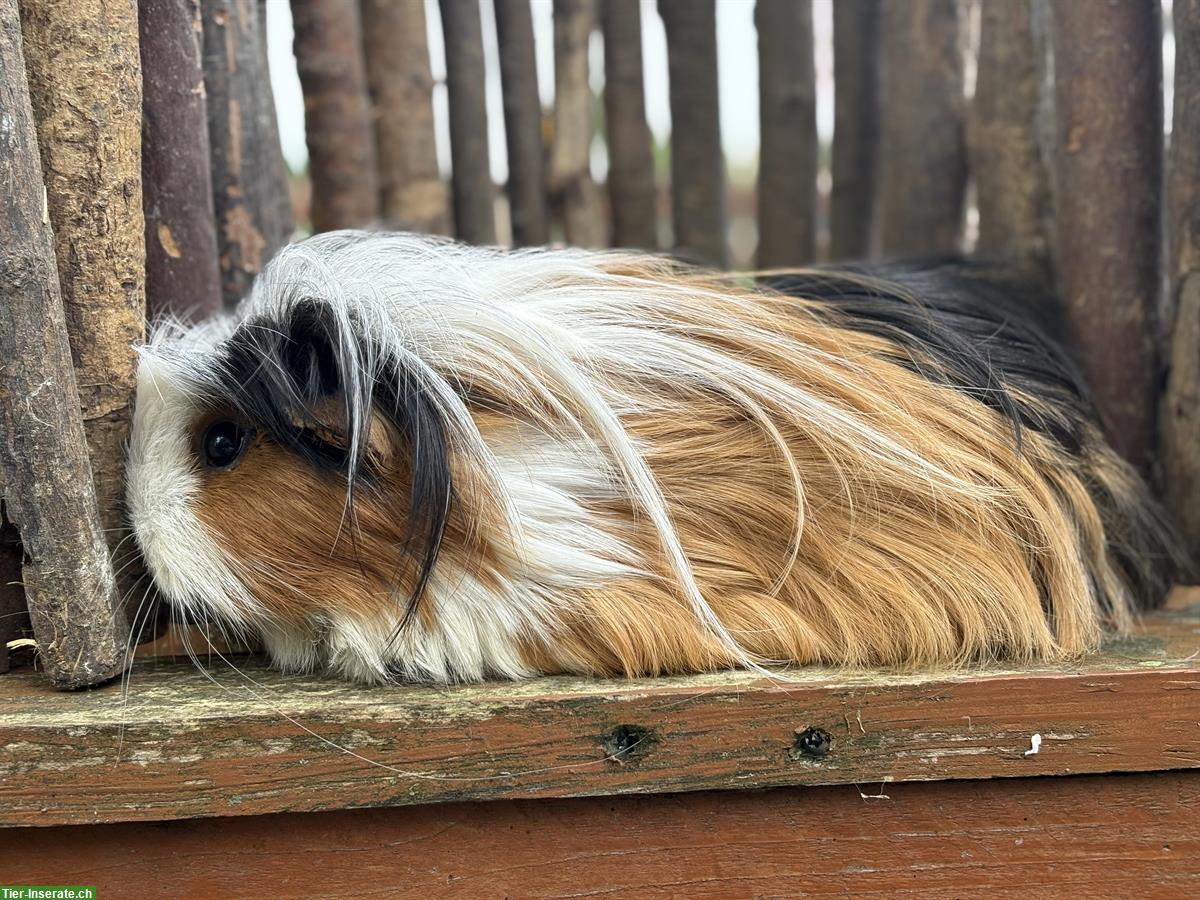 Bild 4: Coronet-Meerschweinchen Gruppe mit CH-Teddy Kastrat