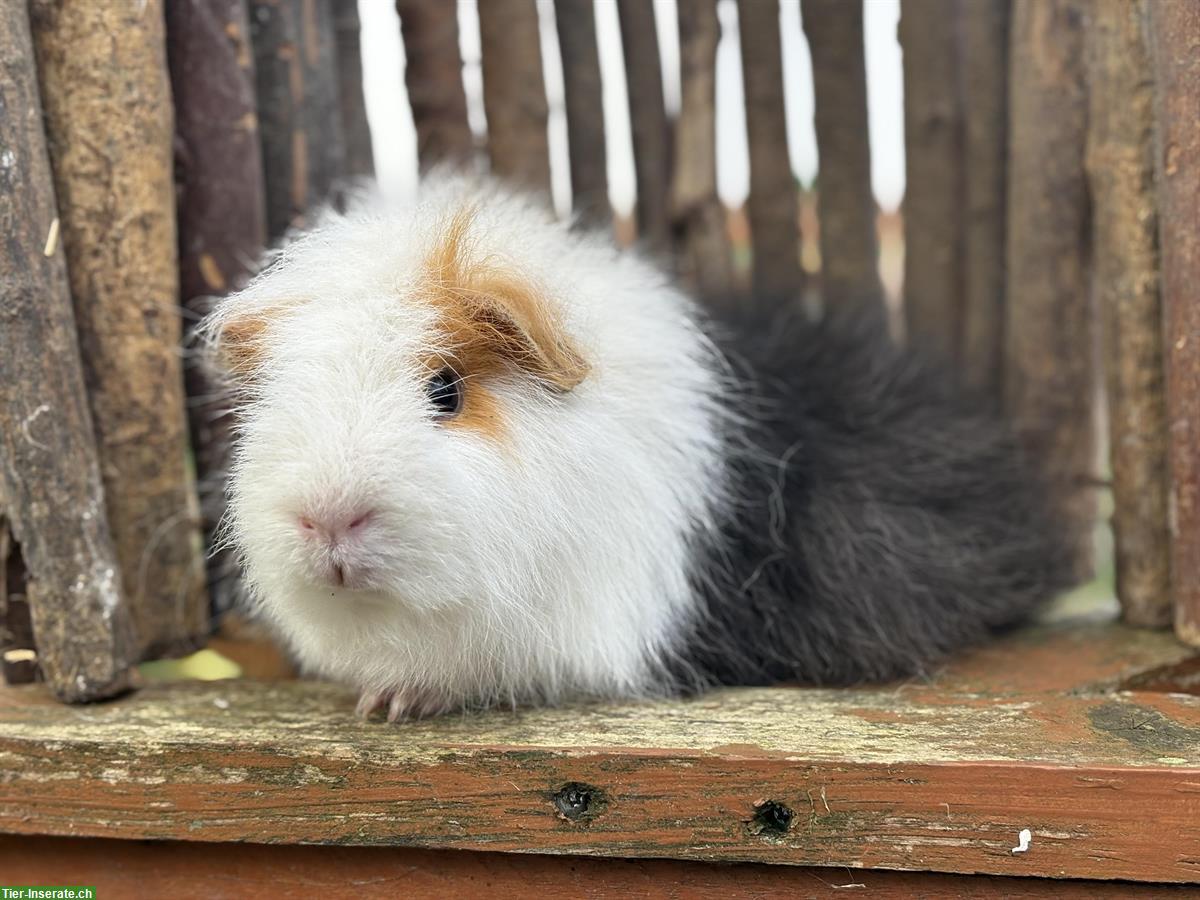 Bild 5: Coronet-Meerschweinchen Gruppe mit CH-Teddy Kastrat