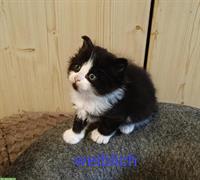 Katzen Kitten, Heilige Birma Mix, stubenrein