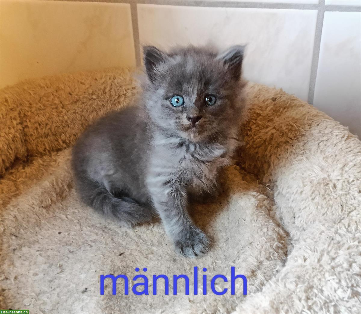 Bild 2: Katzen Kitten, Heilige Birma Mix, stubenrein