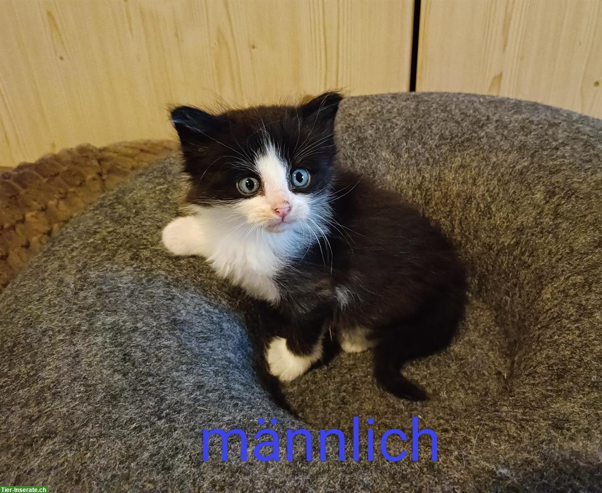 Bild 3: Katzen Kitten, Heilige Birma Mix, stubenrein