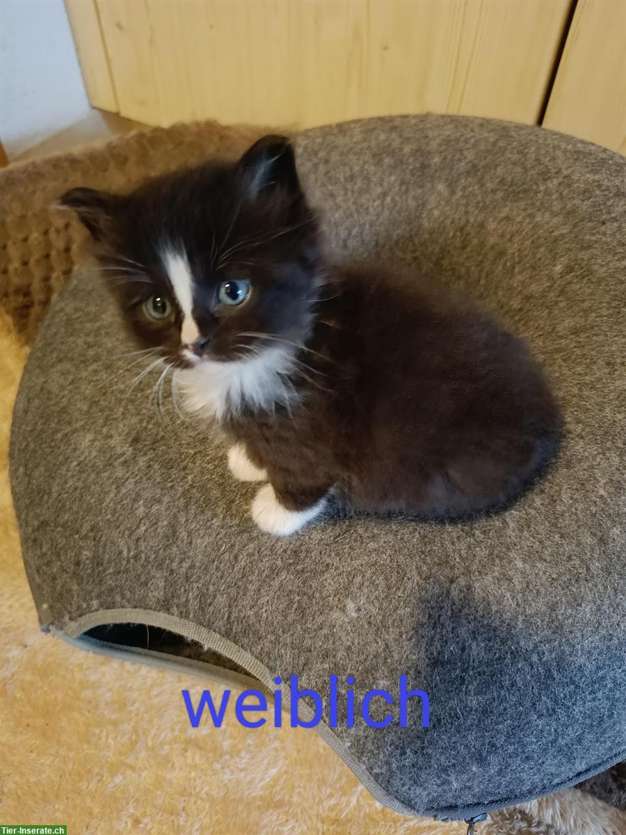 Bild 4: Katzen Kitten, Heilige Birma Mix, stubenrein
