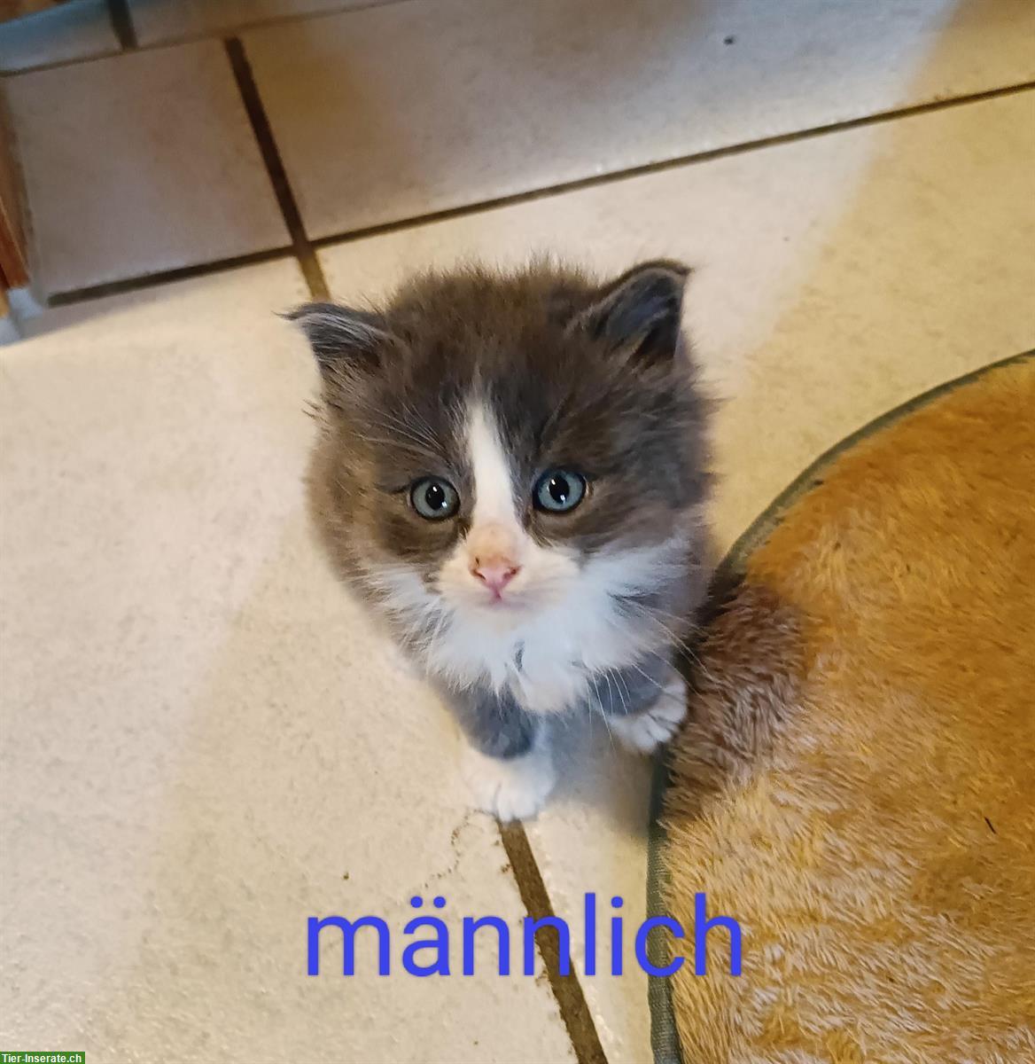 Bild 5: Katzen Kitten, Heilige Birma Mix, stubenrein