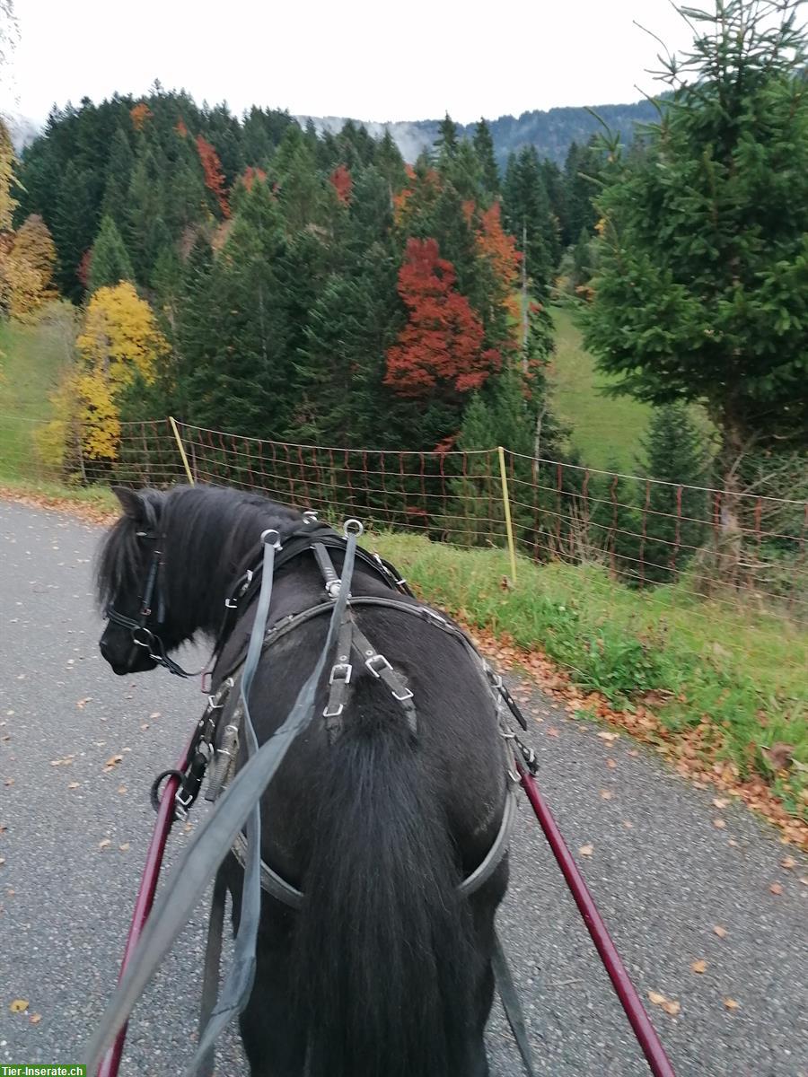 Bild 2: Ferien mitten im Paradies, 3.5 Zimmer Wohnung & bei Ponys